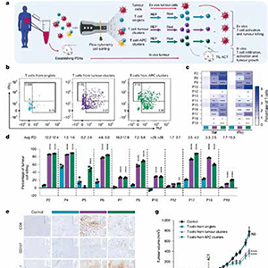 研究成功分离异型细胞簇中CD8阳性T细胞