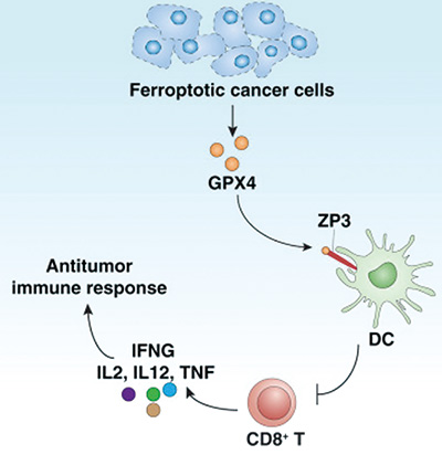 国人研究发现铁死亡肿瘤细胞特征