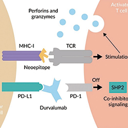 EGFR阴性/ALK阴性NSCLC 度伐利尤单抗辅助治疗不改善DFS