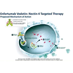 不宜顺铂化疗的肌层浸润性膀胱癌 维恩妥尤单抗联合帕博利珠单抗的围手术期方案优于单纯手术