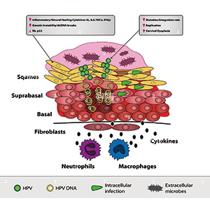 曾患宫颈高级别鳞状上皮内病变女性心血管事件风险增加