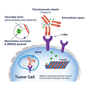 晚期胃癌/胃食管结合部癌 telisotuzumab adizutecan疗效值得期待