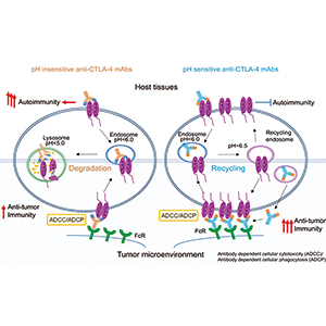 某些转移性鳞状NSCLC gotistobart的缓解率优于化疗