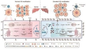 研究揭示galectin-14削弱干细胞抗肿瘤免疫机制